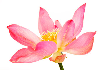 Naklejka premium Beautiful Pink Lotus Flower in Full Bloom with Delicate Petals