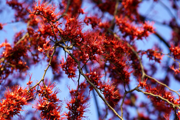 Vibrant Red Blossoms against Clear Blue Sky in Spring Season