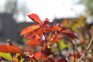 beautiful red Rose leaves shining of sun light