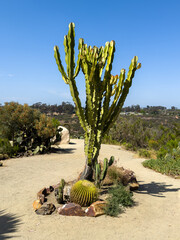 Giant milk bush, Euphorbia ammak