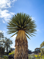 Yucca Species, Eve's Needle, Faxon Dagger, Faxon Yucca, Spanish Bayonet (Yucca faxoniana)
