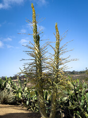 Boojum Tree, Fouquieria columnaris