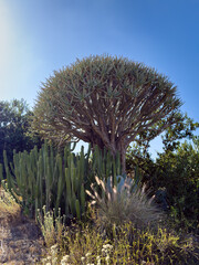 Dragon Trees (Dracaena draco) in San Diego, California