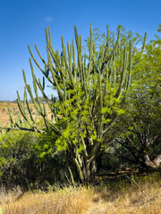 Organ Pipe Cactus