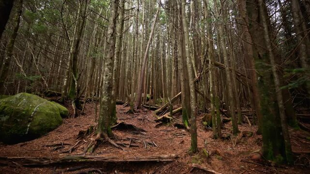 Walking uphill through a dense forest with tall, thin trees stretching upward, forming a natural corridor. The forest floor is covered with pine needles, roots.