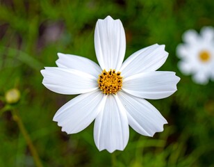 Close-up view of a pristine, white flower with a yellow center