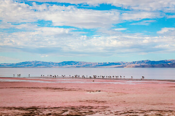 Great Salt Lake, water reflection, pink Salt Lake
