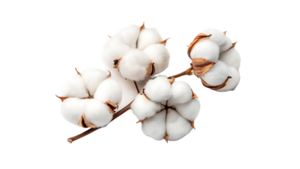 Close up of fluffy white cotton bolls on a branch isolated on transparent background for textile and fabric industry concept
