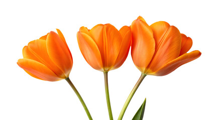 Vibrant orange tulips with green stems stand tall against a clean transparent background, perfect for spring and floral designs