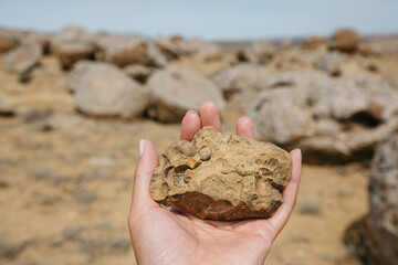 Hand holding fossil rich sandstone in desert boulder field