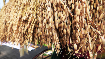 Traditional Indian decorative paddy sheave bunches displayed in a handicraft shop
