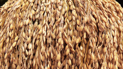 Traditional Indian decorative paddy sheave bunches displayed in a handicraft shop