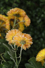 Yellow chrysanthemum flowers in hoarfrost. First frost. Autumn-winter natural background.