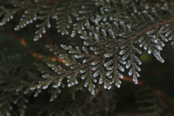 Thuja branches in frost. First frost. Winter natural background.