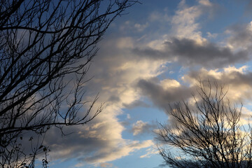 Silhouette of leafless trees against a cloudy sky. Natural sky background. Evening sky before sunset.