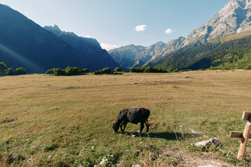 Naklejka premium Horse grazing in a meadow with mountains in the background, wide valley and pasture landscape of countryside under clear sky and warm sunlight, solitary equine on green grass ridge.