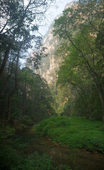 Fototapeta premium Looking up to Avatar mountains from the Golden Whip stream Canyon bottom in Zhangjiajie