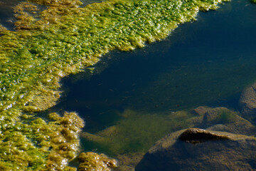 Bright Green Algal Growth in Crystal Clear Freshwater