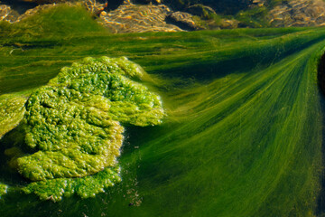 Bright Green Algal Growth in Crystal Clear Freshwater