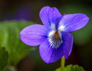 Close-up view of a vibrant purple bloom with white and yellow details