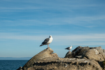 Two seagulls perch atop rugged coastal rocks with the ocean and a clear blue sky in the background. Captured in natural light, the scene highlights coastal wildlife, calm seascape atmosphere, and the
