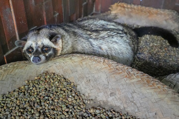 Luwak coffee is a selected coffee bean produced from the droppings of the civet cat.