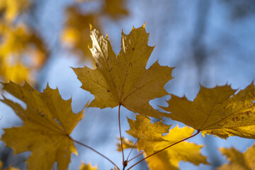 Colorful tree leaves on branches.