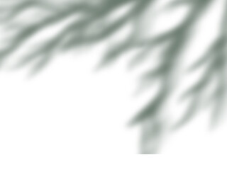 Shadow of a plant leaf isolated on white isolated on transparent background