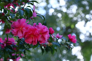 寒さの中で咲き誇る