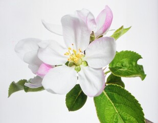 Naklejka premium Apple Blossom Flower Isolated on White Background, Spring Bloom from Fruit Tree Symbolizing Growth and Natural Beauty Concept