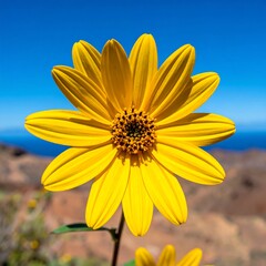 Sunny yellow flower blooms with blue sky and coastal mountains
