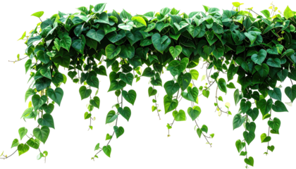 Lush green heart-shaped leaves cascade down