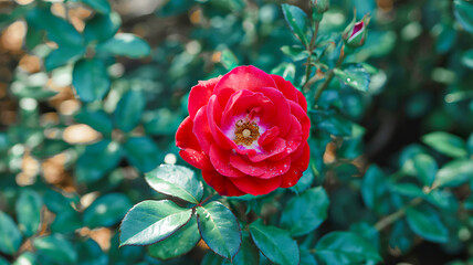 Stunning Crimson Rose with Lush Green Foliage and Detailed Petals