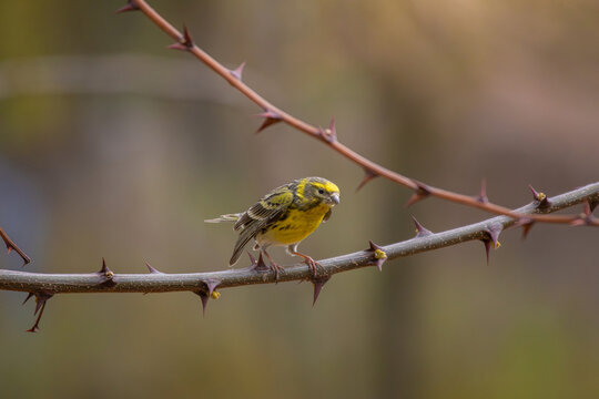 A european serin (Serinus serinus - verzellino) sings