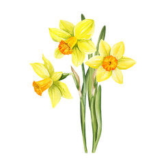 watercolor bouquet of yellow flowers and green leaves, hand drawn garden daffodils, narcissus, spring Easter illustration of jonquils bouquet, beautiful graceful snowdrop, party, kitchen decoration