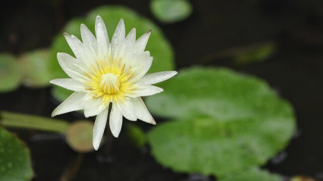 White Water Lily in Pot Under Rain