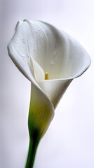 Closeup White Calla Lily With Water Droplets