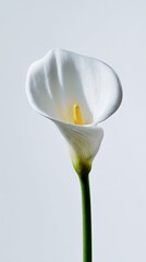 Single White Calla Lily On White Background