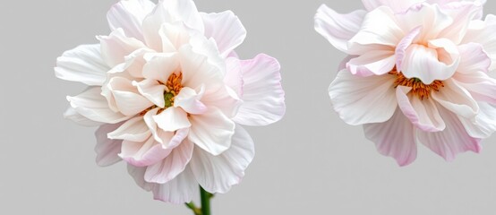 Two delicate pink and white cosmos flowers in bloom. Close-up of soft petals on a light gray background. Spring floral banner for a wedding invitation