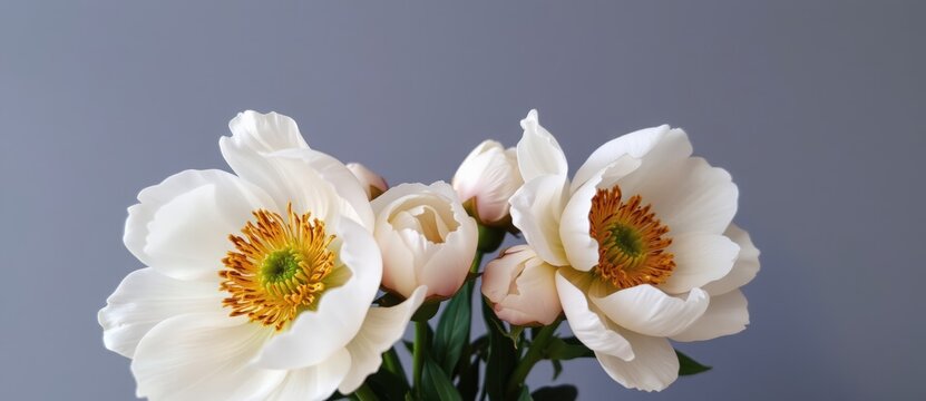 A close-up of a bouquet of white peonies in bloom. Delicate fresh flowers with yellow centers on a grey background with copy space - Powered by Adobe