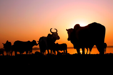 Fototapeta premium Silhouette of cows and calves standing together during a warm sunset in Saurashtra, India. Peaceful rural landscape with golden light.