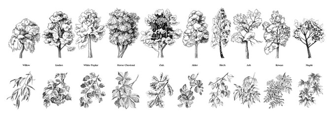 Fototapeta premium Set of trees with close up branches vector