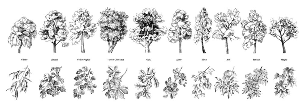 Set of trees with close up branches vector