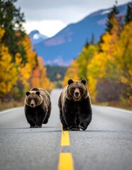 Two brown bears walking toward camera on a road, autumn scenery