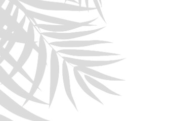 Soft Transparent realistic Leaf Shadow Overlay Effect in Vector Format for Clean, Realistic, and Nature-Themed Mockups