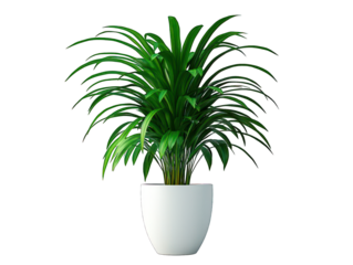 Lush green areca palm in a white pot against black, bright, vibrant, isolated