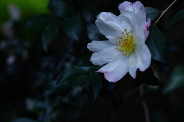 寒さの中で咲き誇る