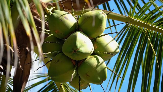 Close up of a cluster of young green coconuts growing high on a palm tree against a bright blue sky