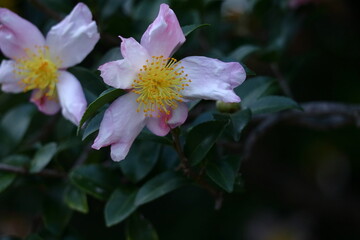 寒さの中で咲き誇る