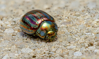 Shiny Iridescent Beetle Walking on Pebbled Surface